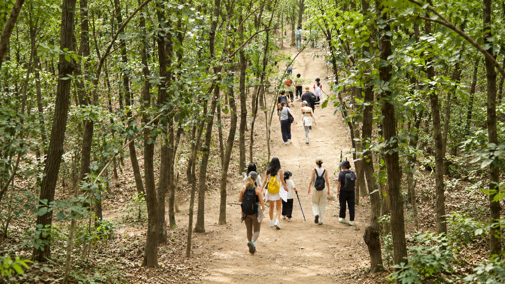 A group walking together along a sunlit trail through a green forest.